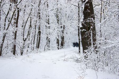 People walk in the woods in the winter. A lot of snow, fairytale nature.の写真素材