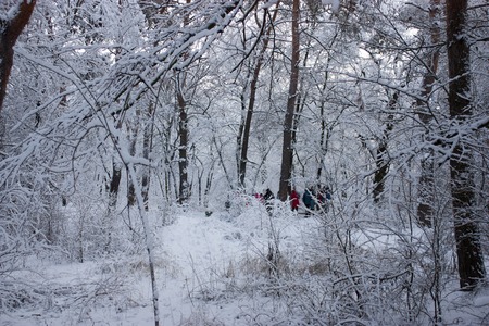People walk in the woods in the winter. A lot of snow, fairytale nature.の写真素材