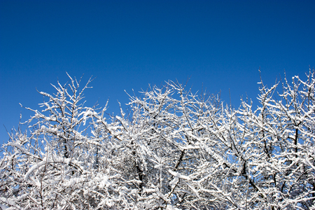 trees in snow, winter, icing, element, disaster, severe weather, cataclysms, fairy-tale natureの写真素材