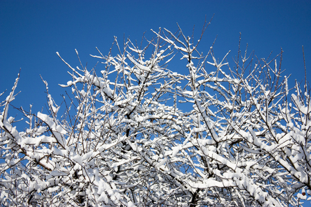 trees in snow, winter, icing, element, disaster, severe weather, cataclysms, fairy-tale natureの写真素材