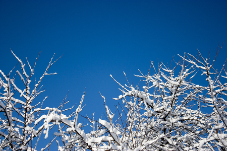 trees in snow, winter, icing, element, disaster, severe weather, cataclysms, fairy-tale natureの写真素材