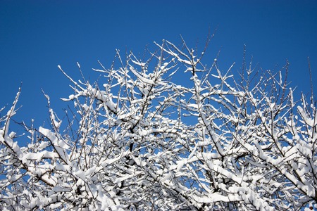 trees in snow, winter, icing, element, disaster, severe weather, cataclysms, fairy-tale natureの写真素材