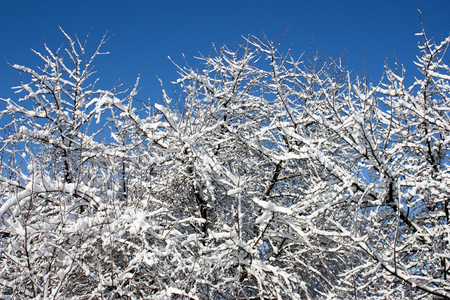 trees in snow, winter, icing, element, disaster, severe weather, cataclysms, fairy-tale natureの写真素材