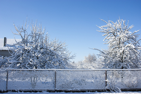 trees in snow, winter, icing, element, disaster, severe weather, cataclysms, fairy-tale natureの写真素材