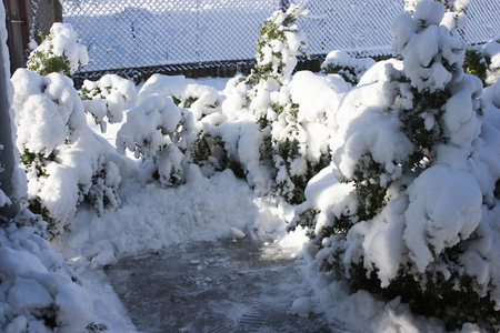 trees in snow, winter, icing, element, disaster, severe weather, cataclysms, fairy-tale natureの写真素材