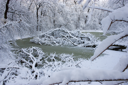 Winter swamp, the tree fell into the water and froze. A lot of snow, nature as in a fairy tale.の写真素材