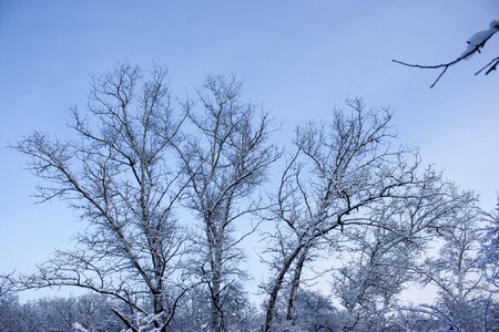 Forest in winter, trees in snow, snowy fairy-tale natureの写真素材