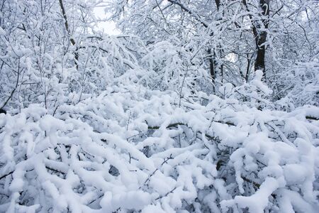 Forest in winter, trees in snow, snowy fairy-tale natureの写真素材