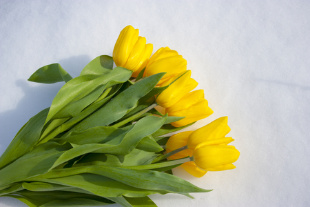 Yellow tulips isolated on a white background. Bouquet of flowers on snowの写真素材