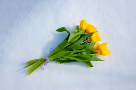Yellow tulips isolated on a white background. Bouquet of flowers on snowの写真素材