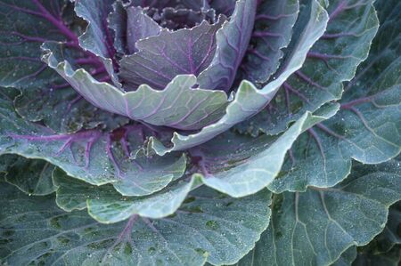 Red cabbage close up with dew blooming splay old age background , Brassica oleraceae var. rubra