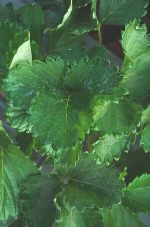 Close up Strawberry green leaf growing in farm garden with dew cold weather background