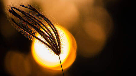 Grass lighting secretsのeditorial素材