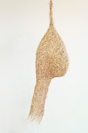 Bird's nest with a white background.の写真素材