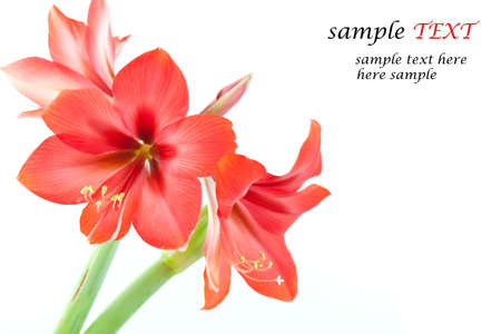 Red flowers on a white background.の写真素材