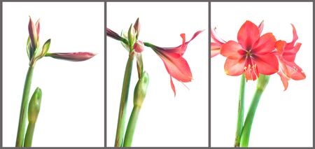 The growth of flowers in each period.の写真素材