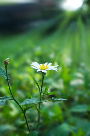 White flower in green leavesの写真素材