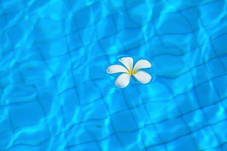 White flowers in the pool.の写真素材