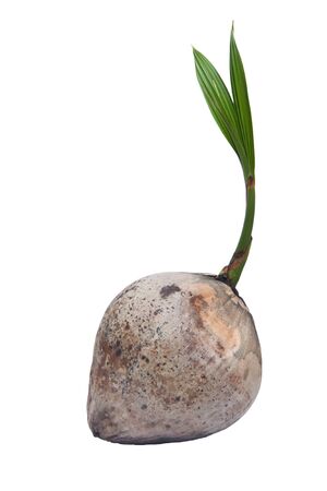 New young coconut tree from nursery.の写真素材
