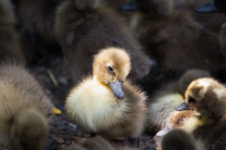 Ducklings