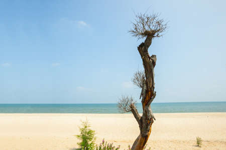 Dry tree on beach.の写真素材