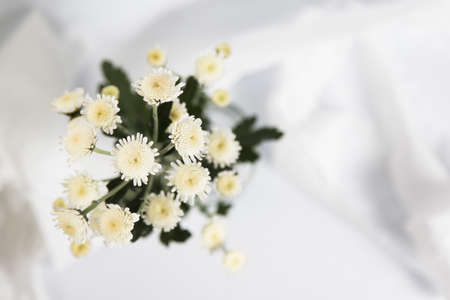 White flower on white background.の写真素材