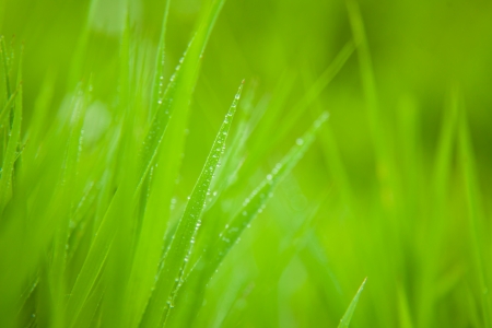 Fresh green grass, Green background.の写真素材