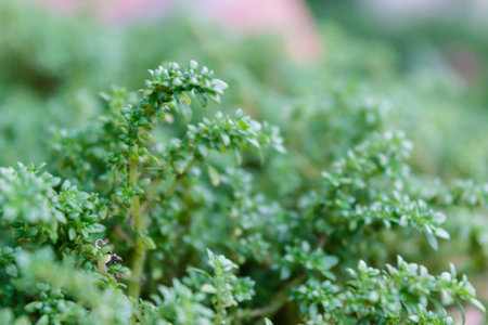 Thai fern with close - up photographyの写真素材
