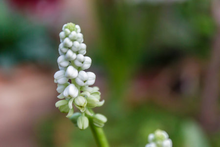 Drimiopsis maculata Lindl. & Paxton flowers in Thailand