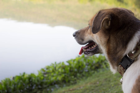 dog with light  in morningの写真素材