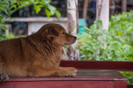 The brown dog on the table waiting sometingの写真素材