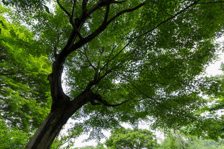 Look at top of big tree, Background