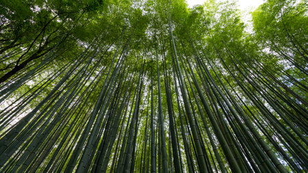 Bamboo forest