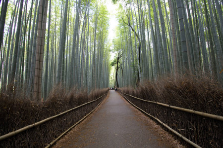 Bamboo forest in Kyoto, Japanの写真素材