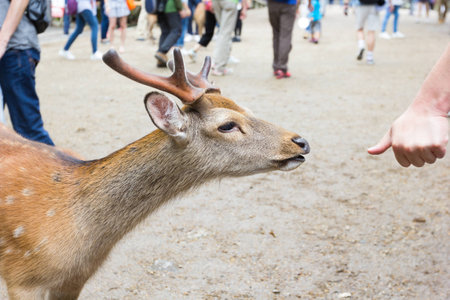 Buck stay with human, Buck in Nara city, Japanの写真素材