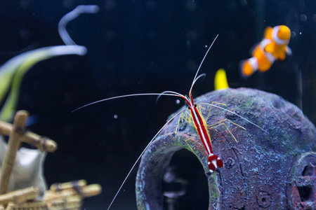 Skunk Cleaner Shrimp, Red small shrimpの写真素材