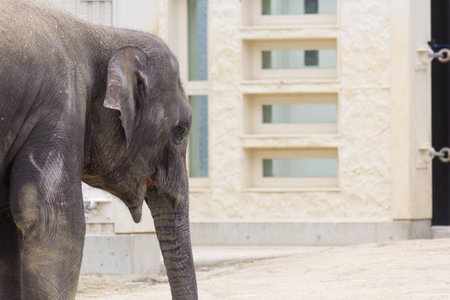 Elephant in zoo at Osaka, Japanの写真素材