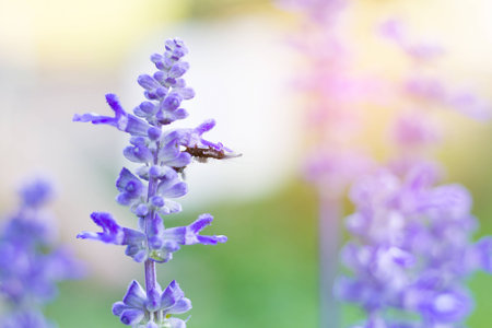 The worm with Sunset over a lavender fieldの写真素材