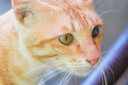 yellow cat with soft focusの写真素材