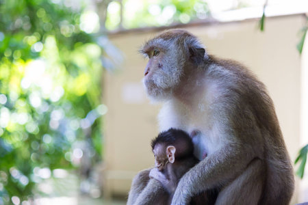The monkey with baby monkey