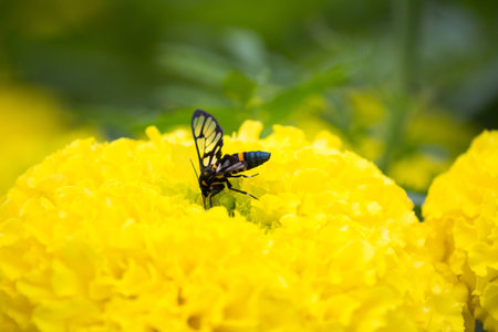 The insect keep nectar pollen on the yellow flowerの写真素材