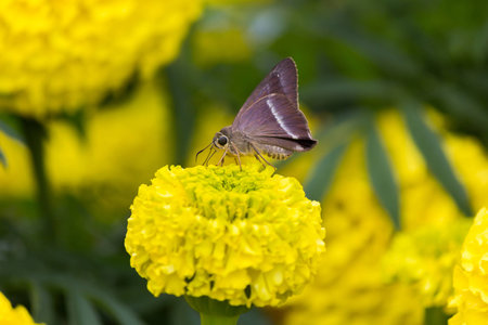 The butterfly keep nectar pollen on the yellow flowerの写真素材