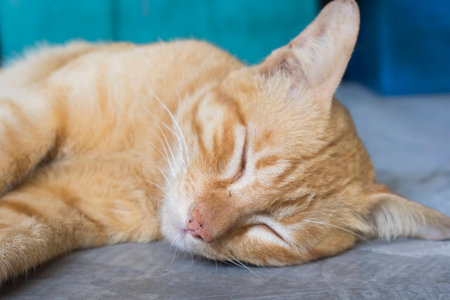 Relax, The cat is sleepingの写真素材