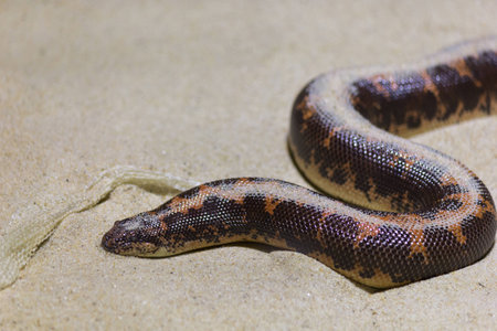 Snake on sandの写真素材