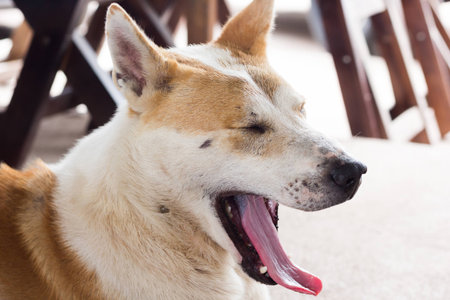 A brown-white dog yawn because sleepy with eyes closeの写真素材