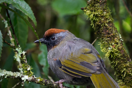 Chestnut-crowned Laughingthrush in wild of Thailandの写真素材