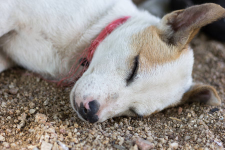 The white-brown dog sleep on the ground