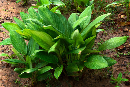 Young finger Root in the vegetable gardenの写真素材