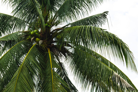Green and young coconut fruit with tree and green leavesの写真素材