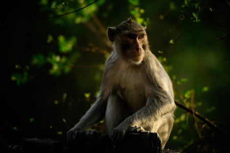 Monkey in the green background and vignette